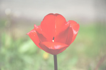 Carte tulipe